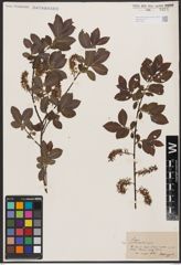 Salix aurita L. x Salix silesiaca Willd.